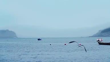 1080升格海鸥鸟儿海上飞翔实拍视频的预览图